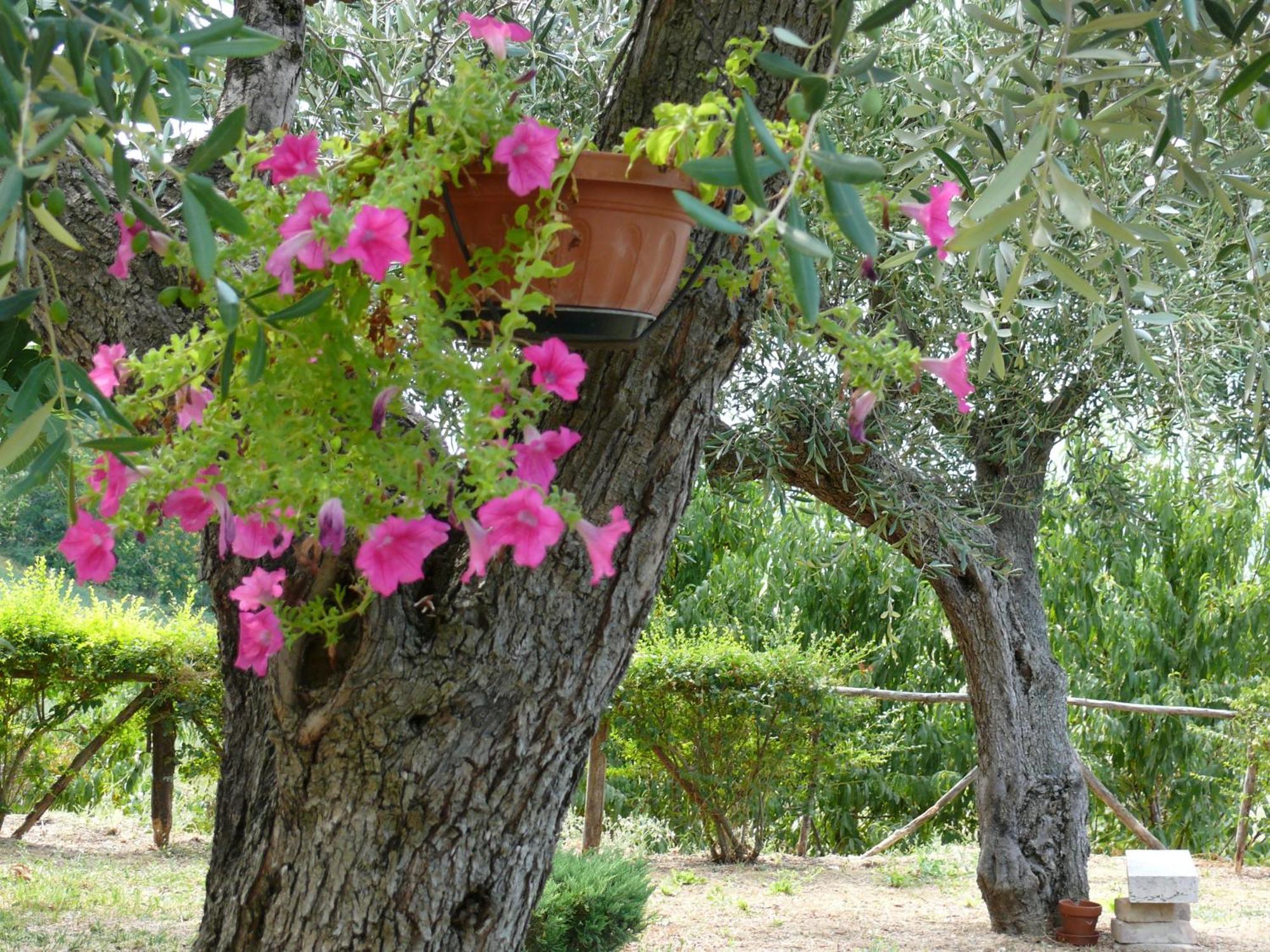 Bed&Breakfast Giardino Agritourist Controguerra Exterior foto